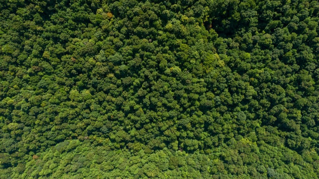 The Governing Board of The Integrity Council for the Voluntary Carbon Market (ICVCM) welcomes the statement by the Science Based Targets initiative’s Board of Trustees regarding the organisation’s decision to extend the use of environmental attribute certificates
