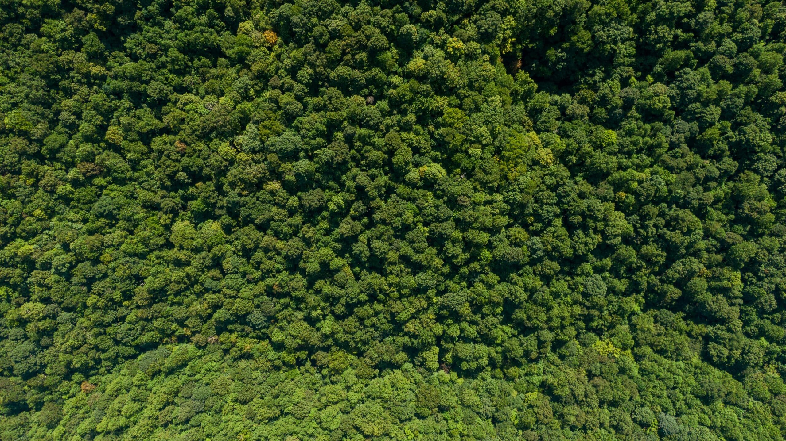 The Governing Board of The Integrity Council for the Voluntary Carbon Market (ICVCM) welcomes the statement by the Science Based Targets initiative’s Board of Trustees regarding the organisation’s decision to extend the use of environmental attribute certificates