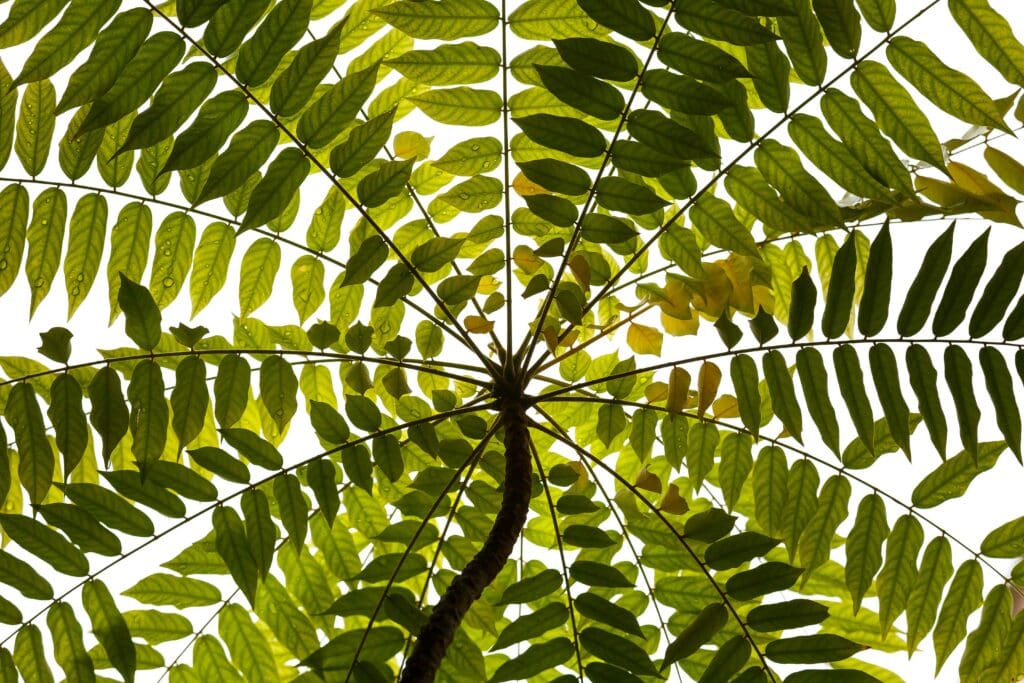 Tree leaves