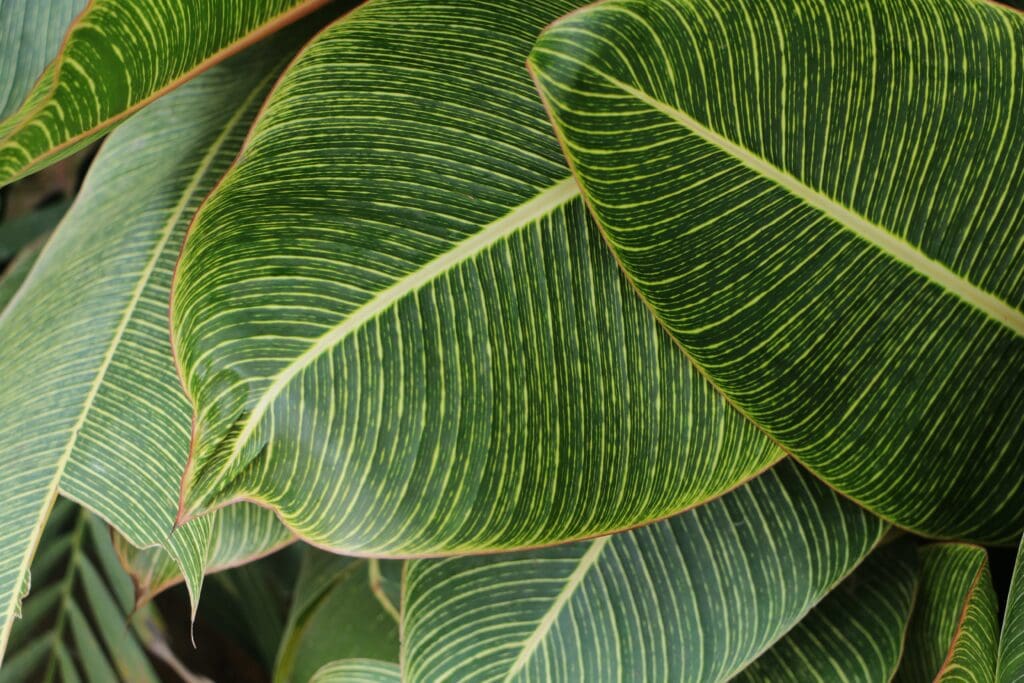 Close up of a green leaf