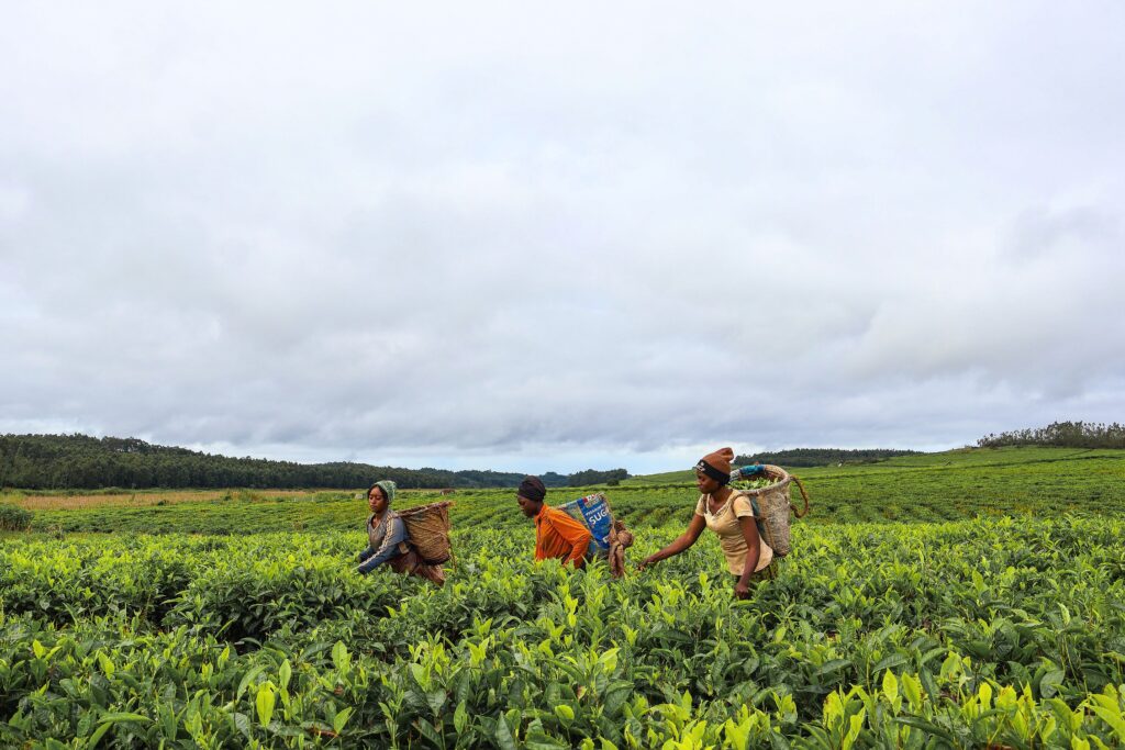 Tea pickers working in a vibrant green tea plantation under cloudy skies.